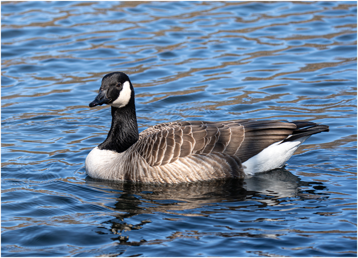 Chasolen Debra Canada Goose Nature   Ornithological   Class B 20260225